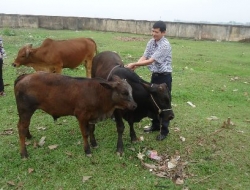 Hà Nội: Nuôi bò BBB hướng làm giàu mới ở ngoại thành
